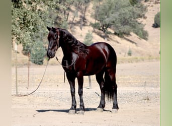 Frison, Hongre, 10 Ans, 152 cm, Noir