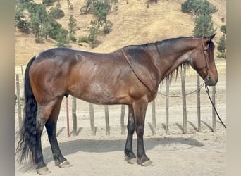 Frison, Hongre, 10 Ans, 152 cm, Roan-Bay