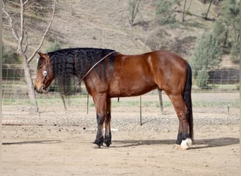 Frison, Hongre, 10 Ans, 155 cm, Bai cerise