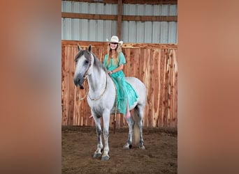 Frison Croisé, Hongre, 10 Ans, 160 cm, Gris