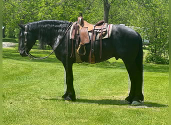 Frison, Hongre, 10 Ans, 160 cm, Noir