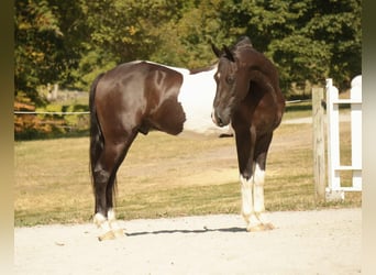 Frison Croisé, Hongre, 10 Ans, 160 cm, Pinto