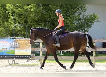 Frison Croisé, Hongre, 10 Ans, 163 cm, Bai cerise