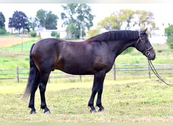 Frison Croisé, Hongre, 10 Ans, 163 cm, Bai cerise