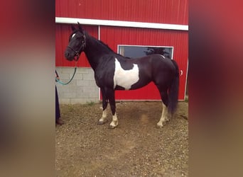 Frison, Hongre, 10 Ans, 163 cm, Tobiano-toutes couleurs