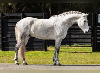 Frison, Hongre, 10 Ans, 165 cm, Gris