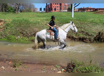 Frison Croisé, Hongre, 10 Ans, 168 cm, Gris