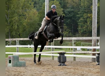 Frison Croisé, Hongre, 10 Ans, 170 cm, Noir