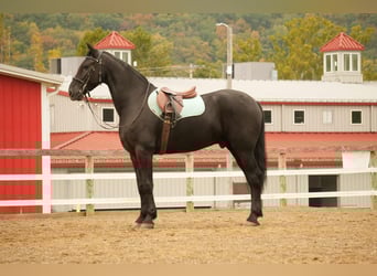 Frison Croisé, Hongre, 10 Ans, 170 cm, Noir