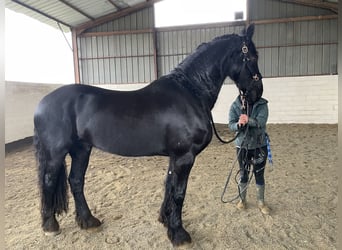 Frison, Hongre, 10 Ans, 174 cm, Noir