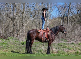 Frison, Hongre, 11 Ans, 152 cm, Bai cerise