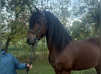 Frison Croisé, Hongre, 11 Ans, 155 cm, Bai