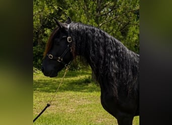 Frison, Hongre, 11 Ans, 155 cm, Noir