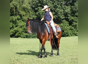 Frison, Hongre, 11 Ans, 157 cm, Bai cerise