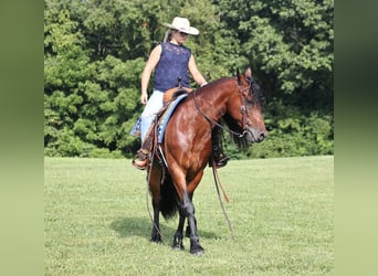 Frison, Hongre, 11 Ans, 157 cm, Bai cerise