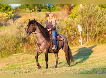 Frison Croisé, Hongre, 11 Ans, 160 cm, Rouan Bleu