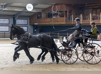 Frison, Hongre, 11 Ans, 162 cm, Noir