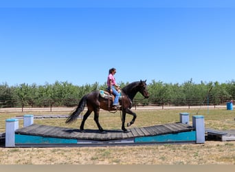 Frison, Hongre, 11 Ans, 163 cm, Bai cerise