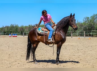 Frison, Hongre, 11 Ans, 163 cm, Bai cerise