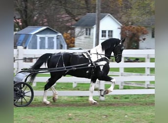 Frison, Hongre, 11 Ans, 163 cm, Tobiano-toutes couleurs