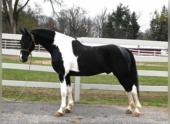 Frison, Hongre, 11 Ans, 163 cm, Tobiano-toutes couleurs