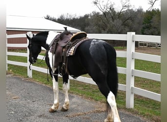 Frison, Hongre, 11 Ans, 163 cm, Tobiano-toutes couleurs