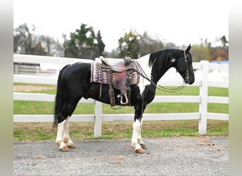 Frison, Hongre, 11 Ans, 163 cm, Tobiano-toutes couleurs