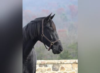 Frison Croisé, Hongre, 11 Ans, 165 cm, Noir