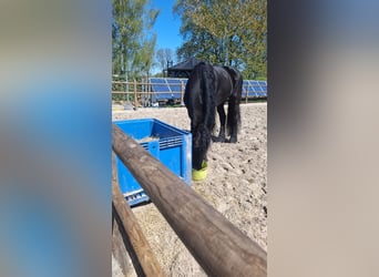 Frison, Hongre, 11 Ans, 170 cm, Noir