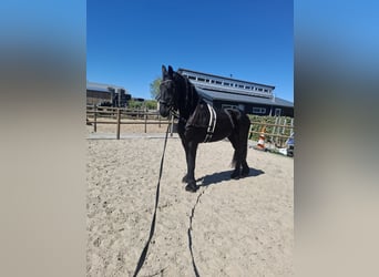 Frison, Hongre, 11 Ans, 170 cm, Noir