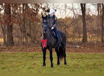 Frison Croisé, Hongre, 11 Ans, 173 cm, Noir
