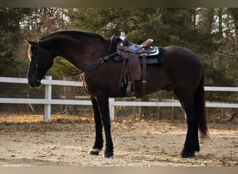 Frison Croisé, Hongre, 11 Ans, 173 cm, Noir
