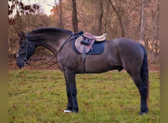 Frison Croisé, Hongre, 11 Ans, 173 cm, Noir