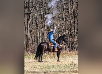 Frison, Hongre, 11 Ans, Bai