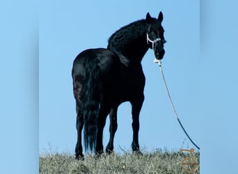 Frison, Hongre, 11 Ans, Bai