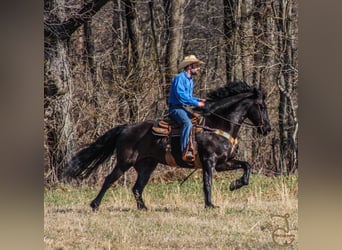 Frison, Hongre, 11 Ans, Bai