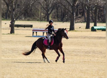 Frison Croisé, Hongre, 12 Ans, 147 cm, Bai cerise
