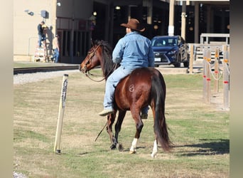 Frison Croisé, Hongre, 12 Ans, 147 cm, Bai cerise