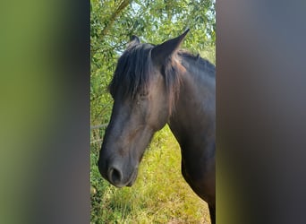 Frison, Hongre, 12 Ans, 160 cm, Noir