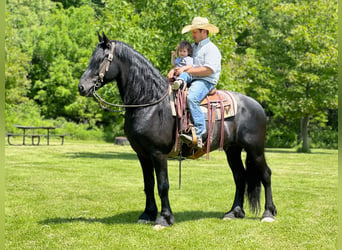 Frison, Hongre, 12 Ans, 160 cm, Noir