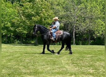 Frison, Hongre, 12 Ans, 160 cm, Noir