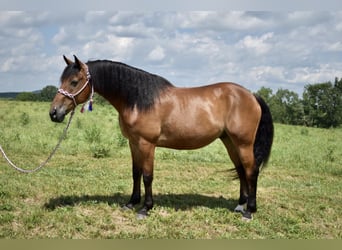 Frison Croisé, Hongre, 12 Ans, 163 cm, Bai cerise