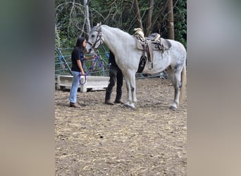 Frison Croisé, Hongre, 12 Ans, 163 cm, Gris pommelé