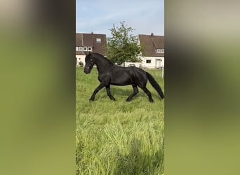 Frison, Hongre, 12 Ans, 172 cm, Noir