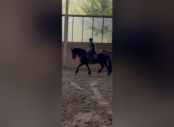 Frison Croisé, Hongre, 13 Ans, 159 cm, Noir