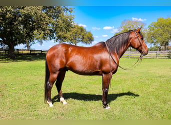 Frison Croisé, Hongre, 13 Ans, 160 cm, Roan-Bay