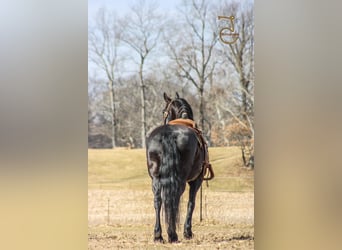 Frison, Hongre, 13 Ans, Bai