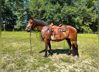 Frison, Hongre, 13 Ans, Bai cerise