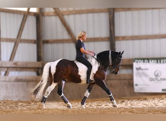 Frison, Hongre, 13 Ans, Tobiano-toutes couleurs