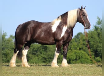 Frison, Hongre, 14 Ans, 152 cm, Tobiano-toutes couleurs